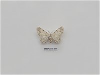 藏品(尺蛾233)的圖片